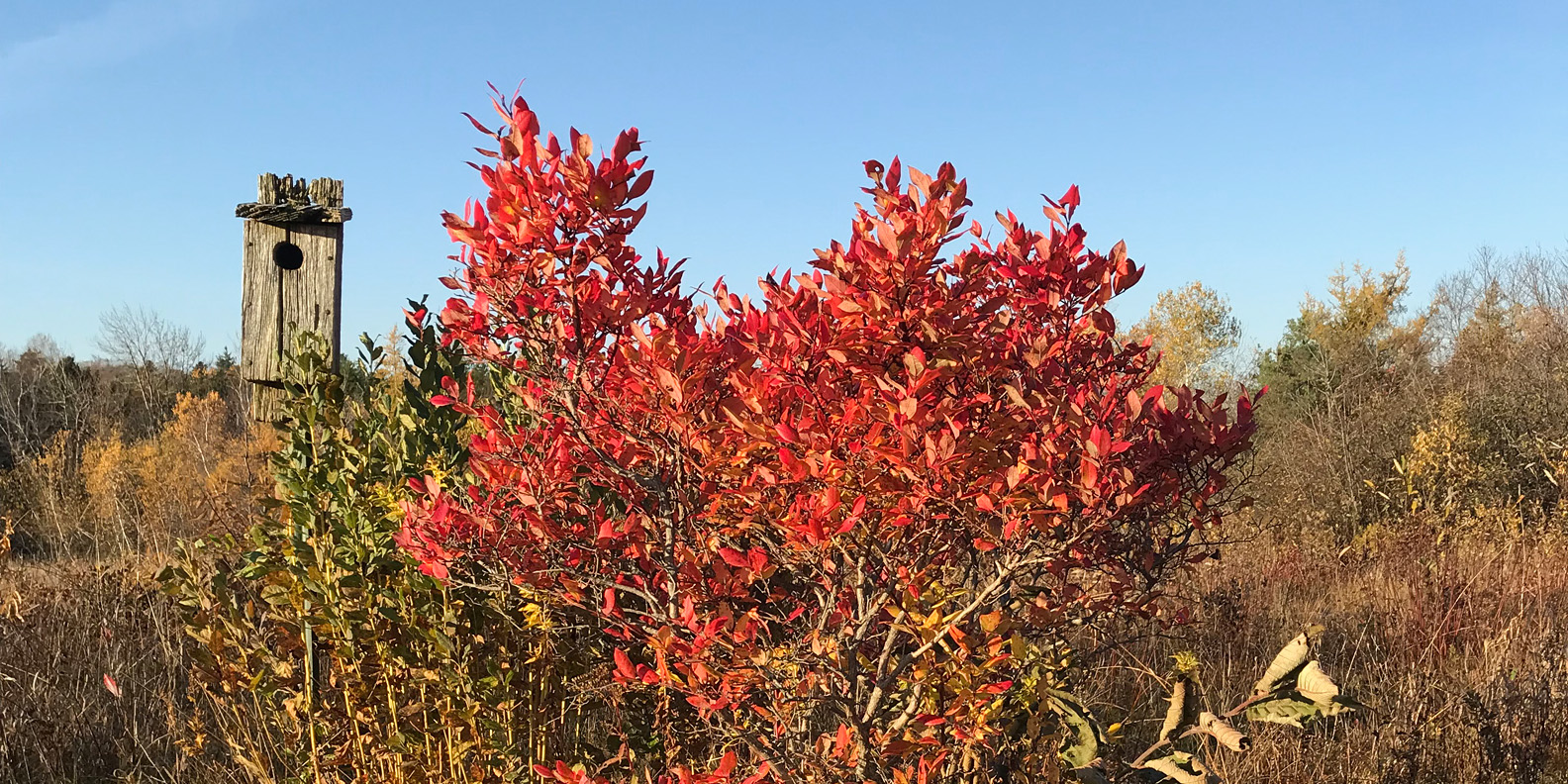 A weathered bluebird nest box next to a blueberry bush with bright red fall foliage against a clear blue sky on a late October day.